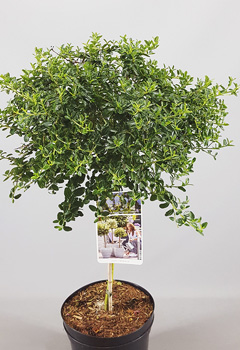 Ceanothus thyrsiflorus Repens