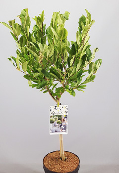 Magnolia stellata
