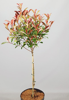 Photonia fr. 'Robusta Compacta'