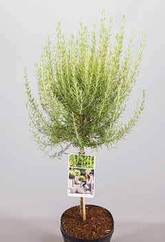 Rosmarinus officinalus